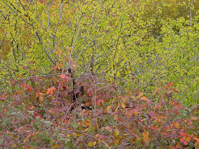 DSC00100.JPG